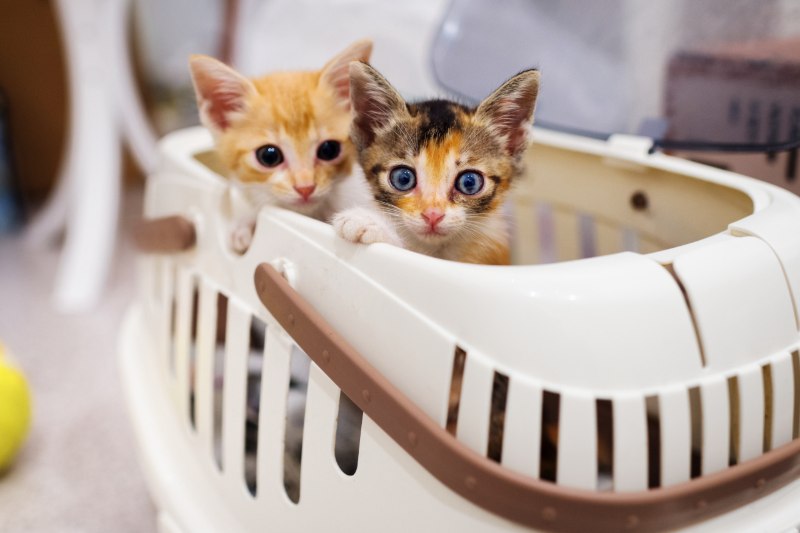 organization cover image