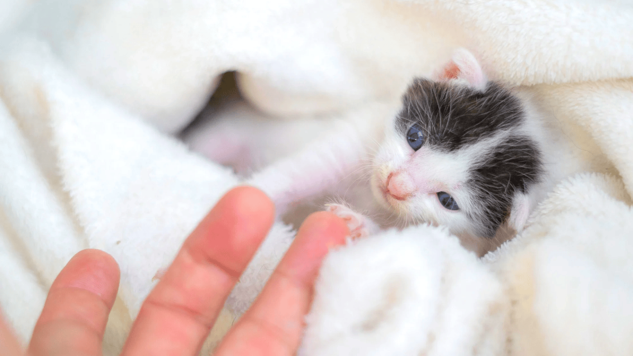 【毎月の寄付】大好きな猫のために、今できることぜんぶ（ピースニャンコ）