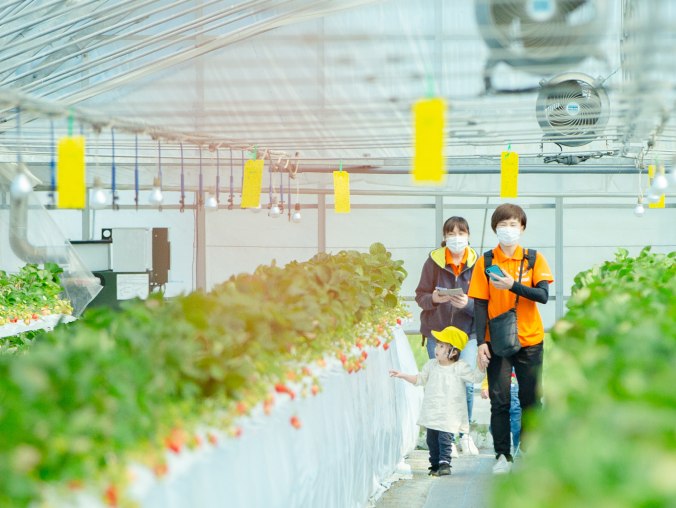 いちご狩りの様子