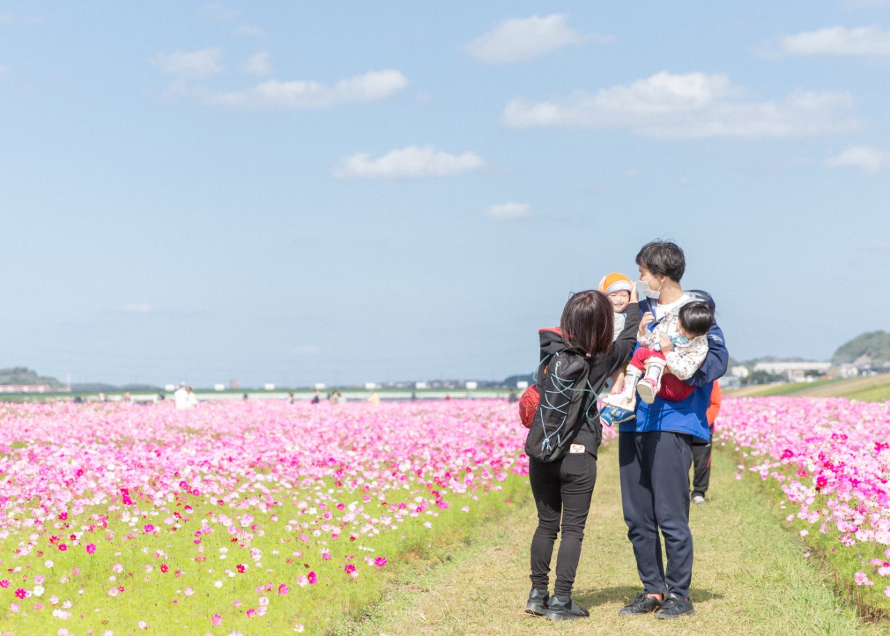 コスモス畑を歩くこどもたち