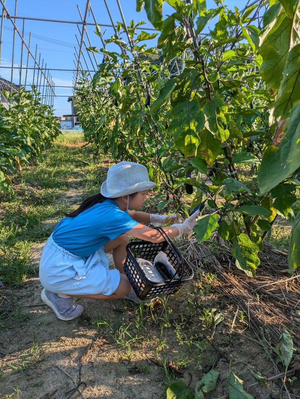 法人様おのみち浦崎まきやまファーム農業収穫体験寄付プラン