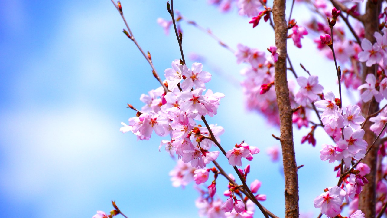 エドヒガンザクラ