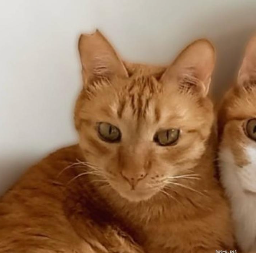 応援サポーター(5000円)