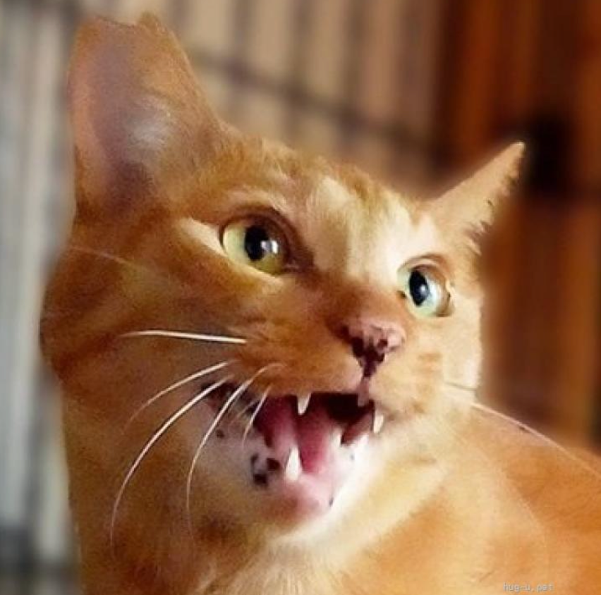 応援サポーター(3000円)