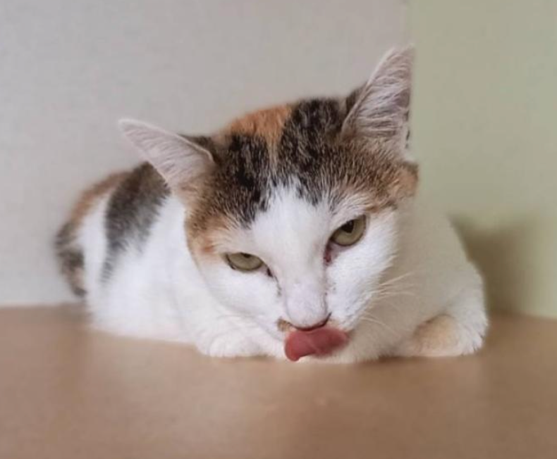 応援サポーター(100,000円)