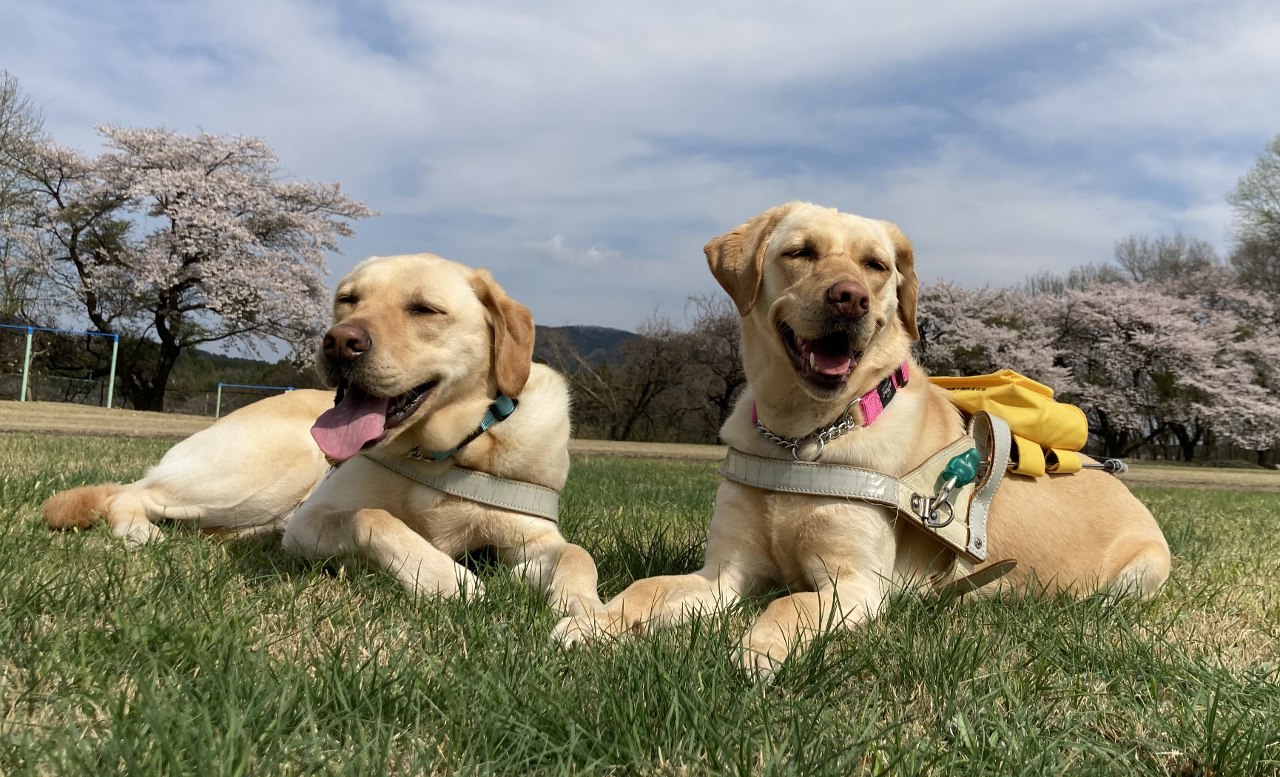【盲導犬ユーザーに笑顔を！】盲導犬育成にご協力お願いします