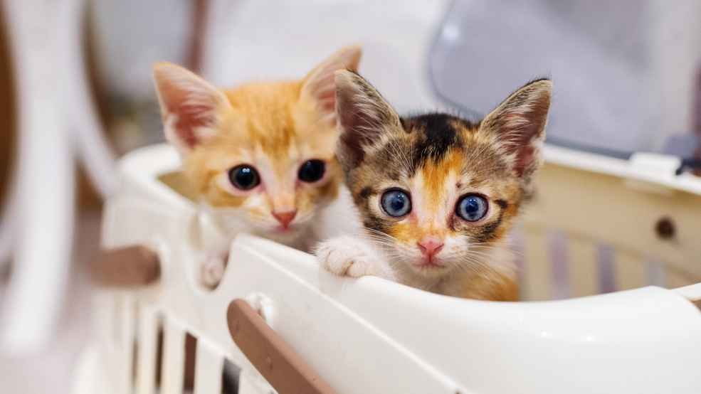 すべての動物が尊重され、動物と人の健全な共生を実現する！