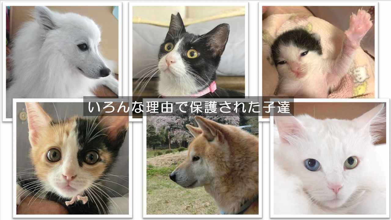 人も動物も幸せに♪静岡県中部で、犬猫の保護活動に取り組む「しだはいワンニャンの会」のサポーター募集♪