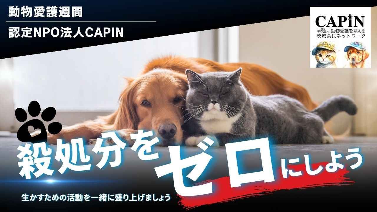 【動物愛護週間】殺処分ゼロの未来へ。取り残されるシニア犬猫に、安全なシェルターと医療を届けるご支援を！