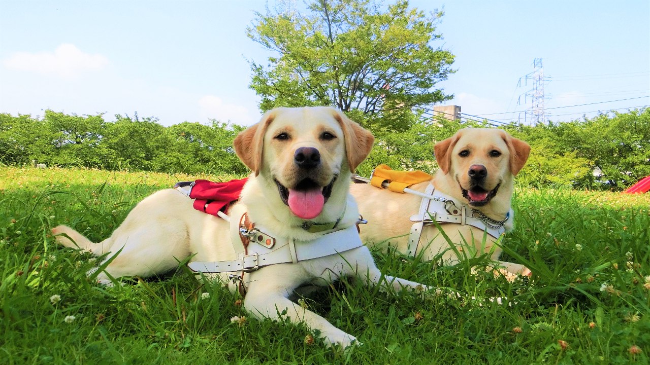 全国の目の不自由な方々と盲導犬をつなぐ架け橋に｜DUETサポーター募集｜
