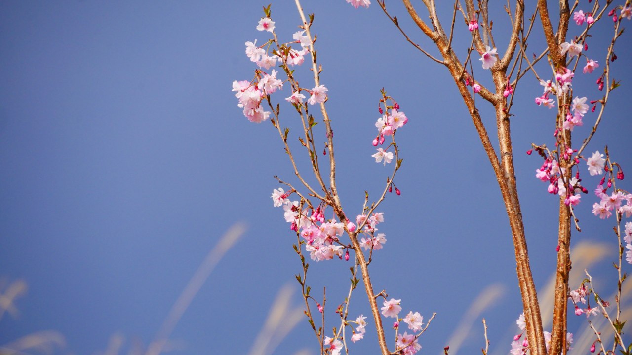 コヒガンザクラ