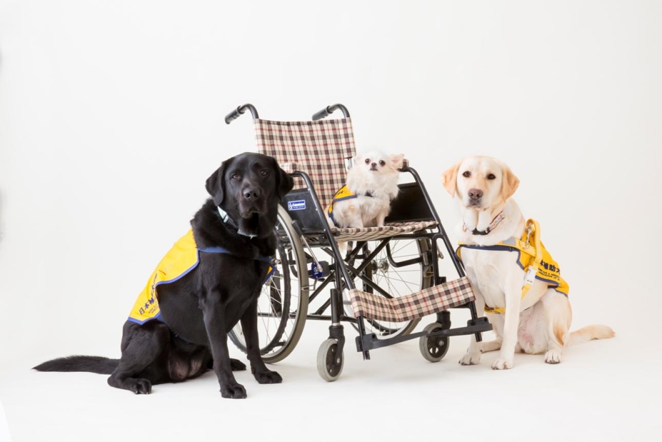 補助犬育成のため、継続寄付（年会員）をお願い致します！！