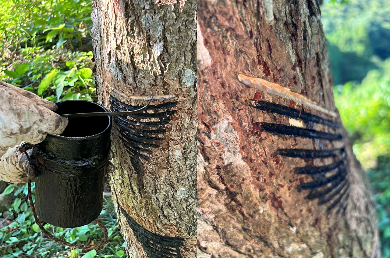 奉納仕舞へのご参加(リアル観覧)