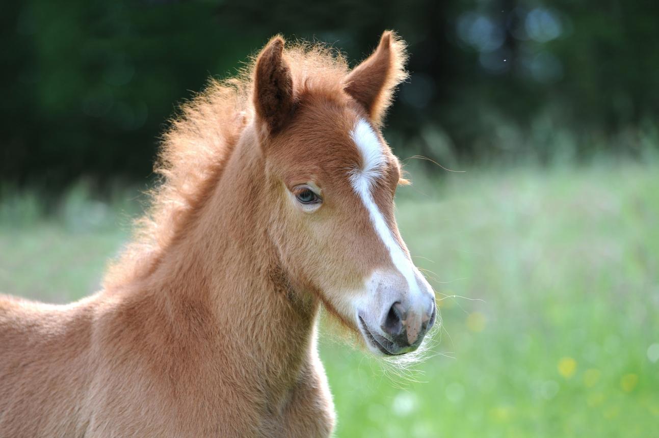 引退競走馬に輝く第二の人生を。あなたの寄付で未来を変える。