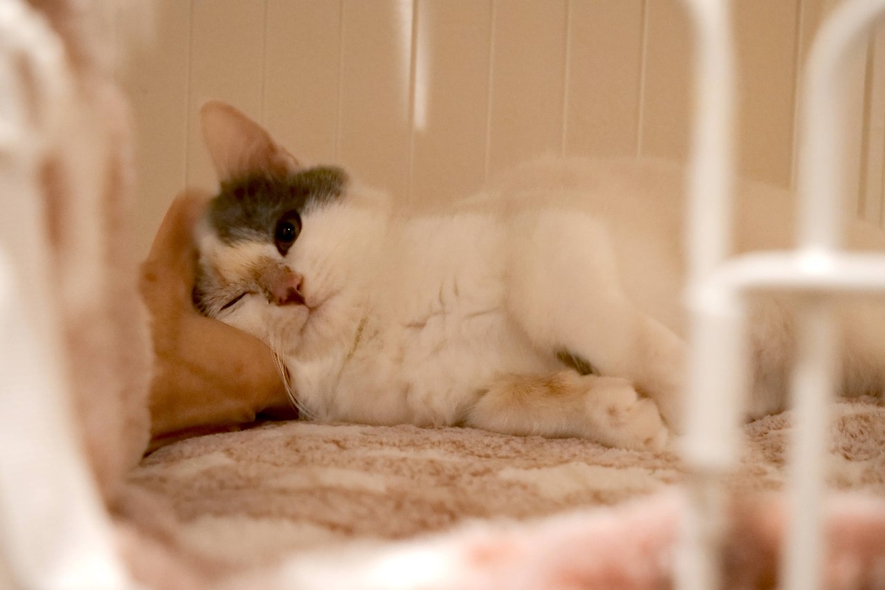 保護猫活動を支えてくださる支援者を募集しています！