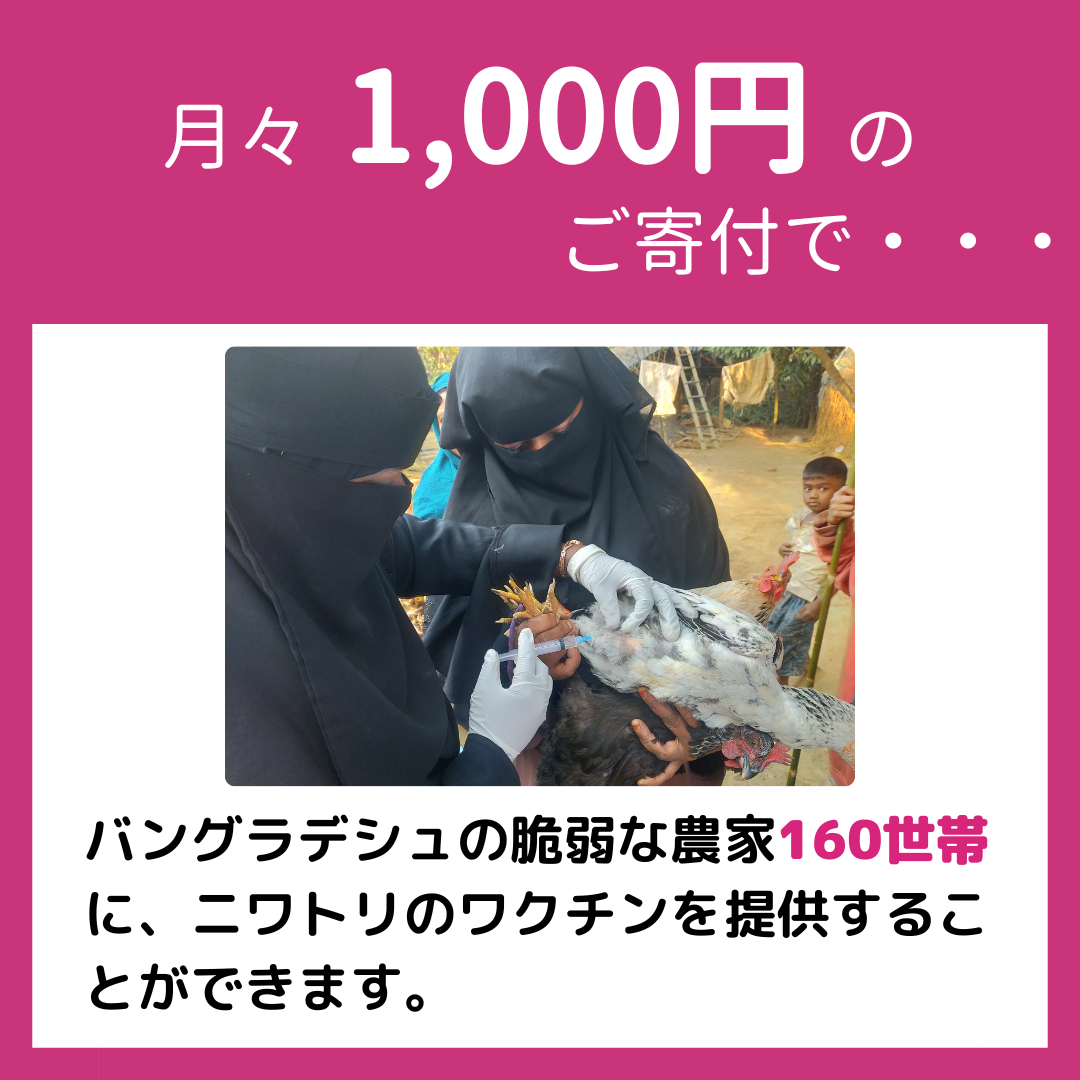 月々1000円のご寄付で、バングラデシュの脆弱な農家160世帯に、ニワトリのワクチンを提供することができます。