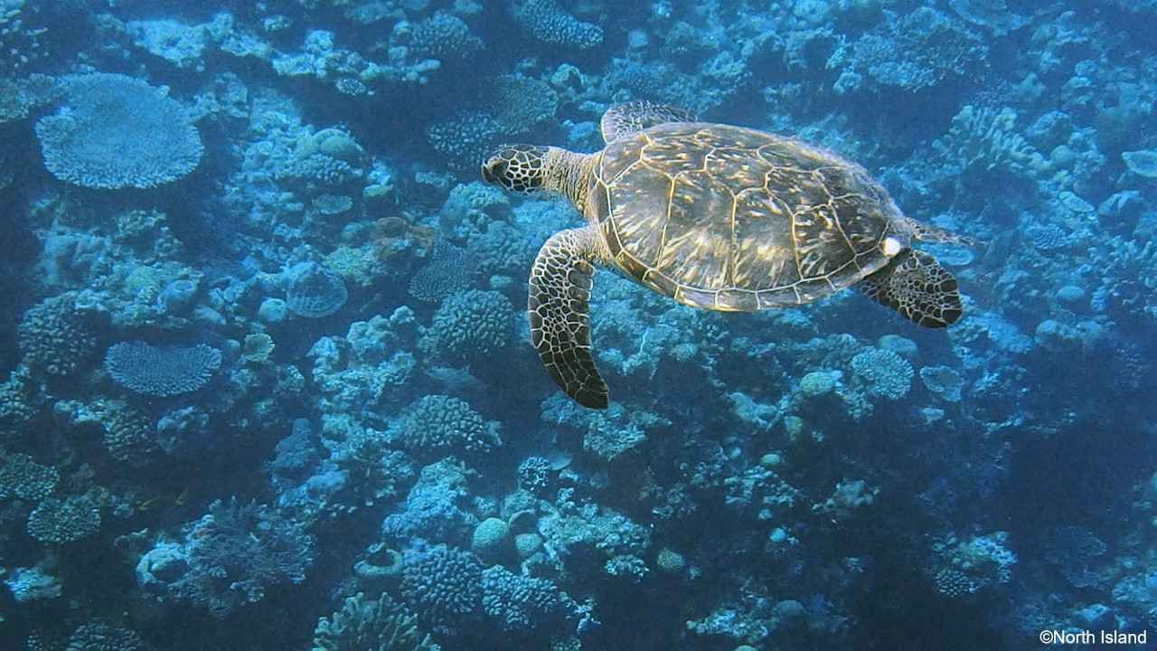 【寄付】ウミガメの謎を解き明かしましょうFor future “Sea Turtle-ology” 私たちは　「ウミガメ学」を創造します