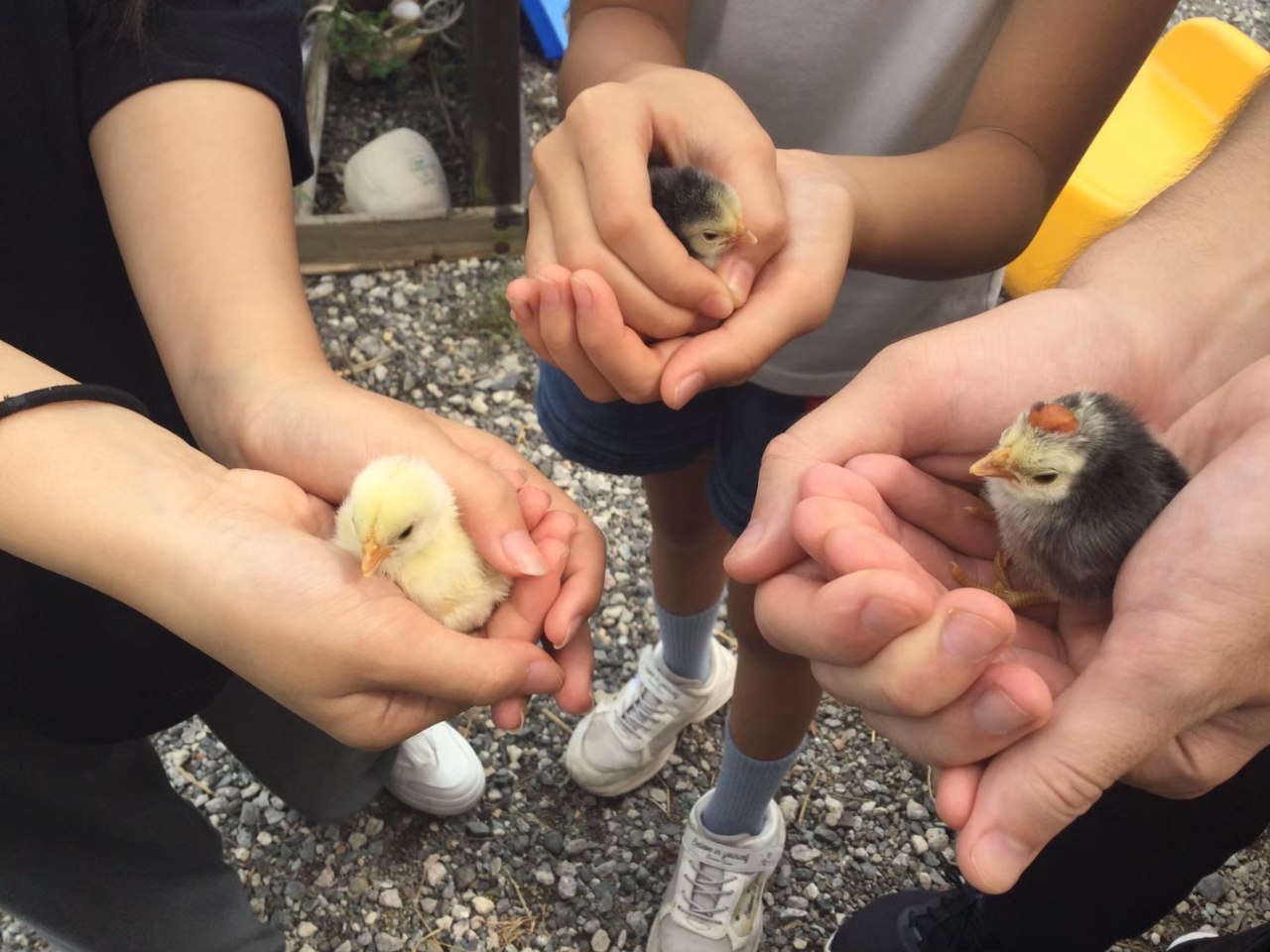 ピヨピヨ応援コース