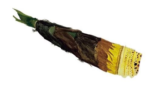 ïŒïŒå¹Žå
ãŸã§å¿æŽ