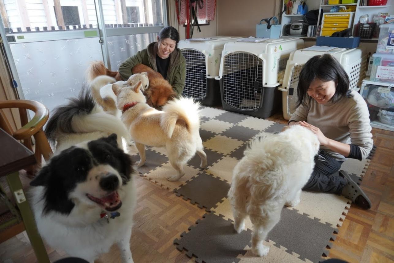 【都度寄付】保護犬シェルターの運営のためにご寄付をお願いします