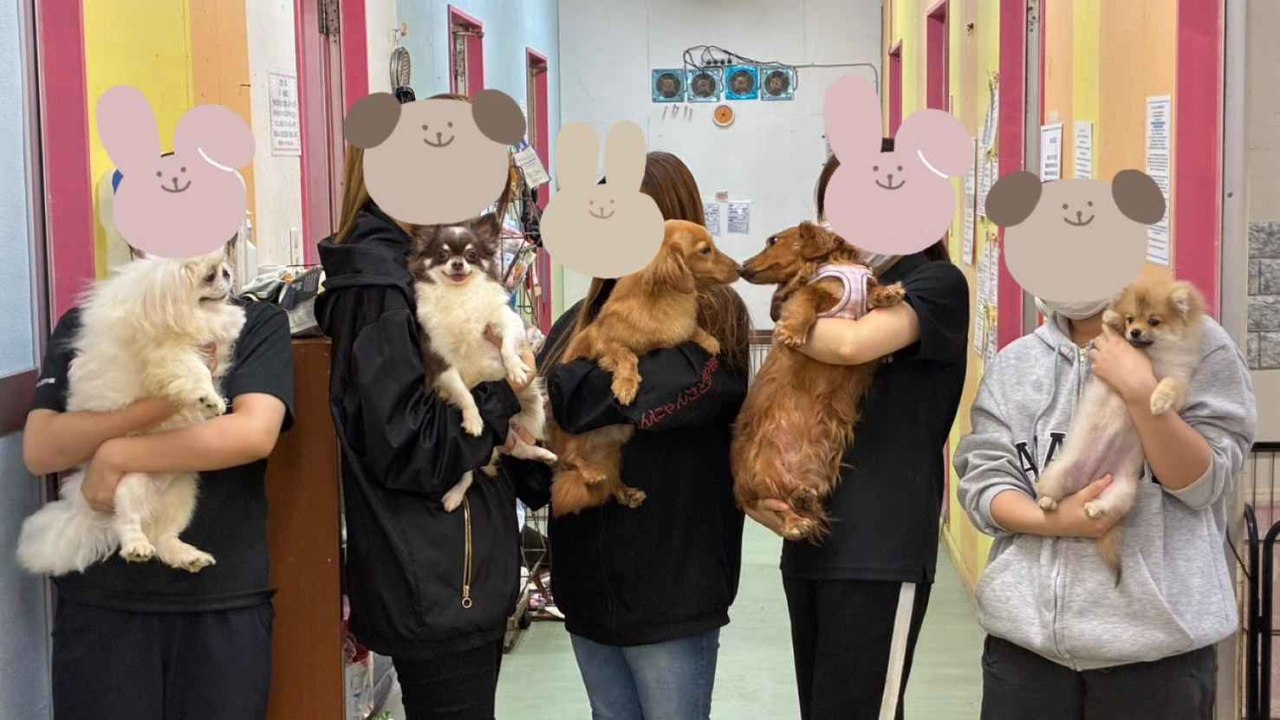 都度医療支援：殺処分ゼロ・飼育放棄ゼロを目指して