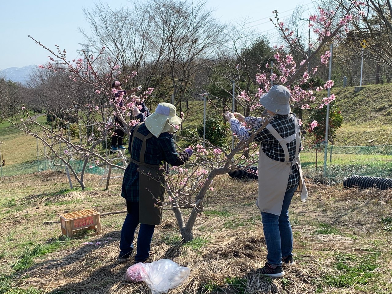 砂丘桃栽培体験セット(オーナー体験)