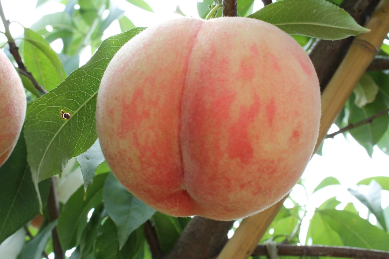 砂丘桃　1㎏箱（3～5玉）