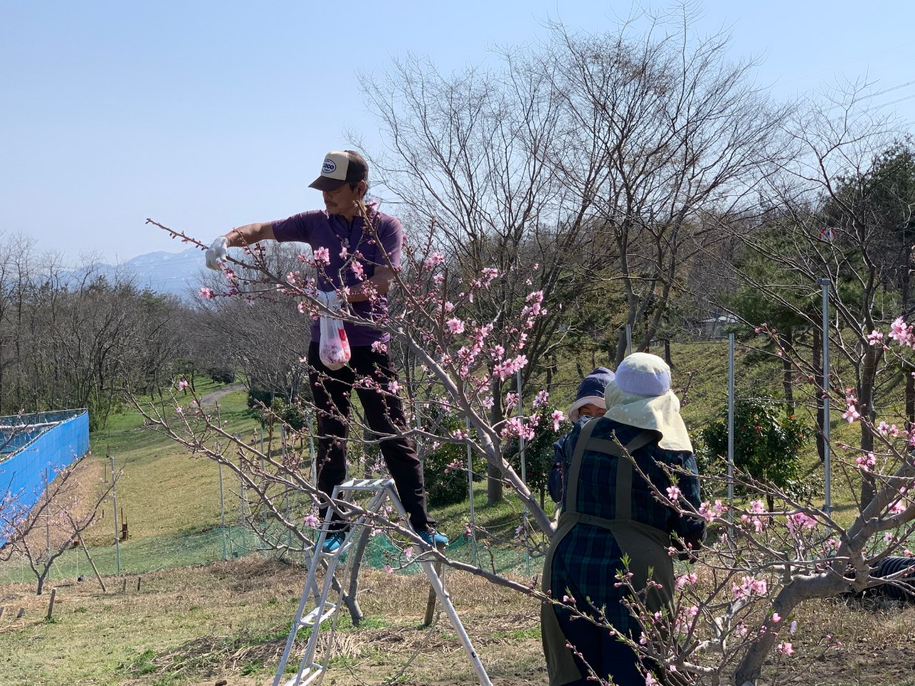 砂丘桃定植体験