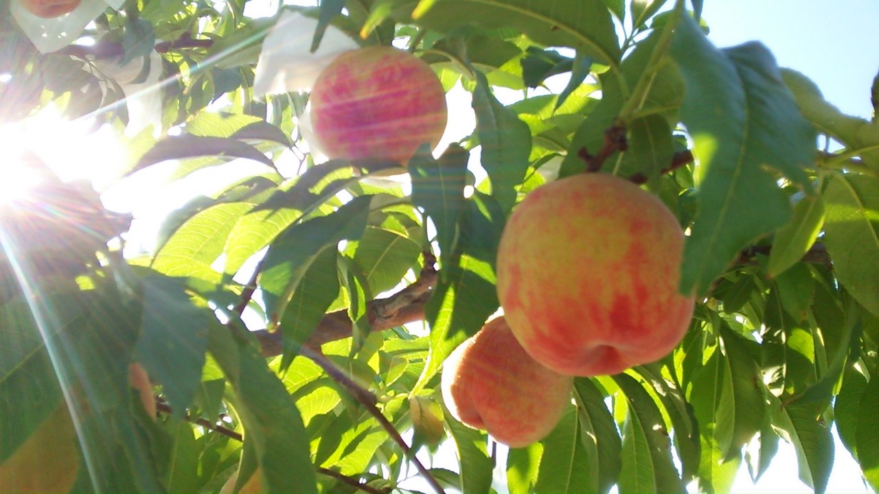 砂丘桃 幻桃 糖度18度以上 1㎏箱(3~5玉)