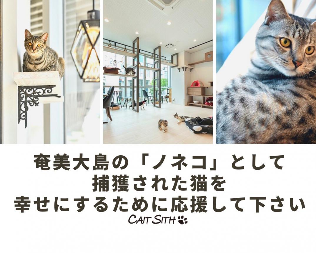 奄美大島の「ノネコ」として捕獲された猫を幸せにするために応援して下さい(都度寄付)