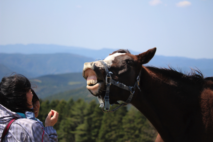引退した競走馬を支援するため、ご寄付をお願いします｜認定NPO法人 引退馬協会