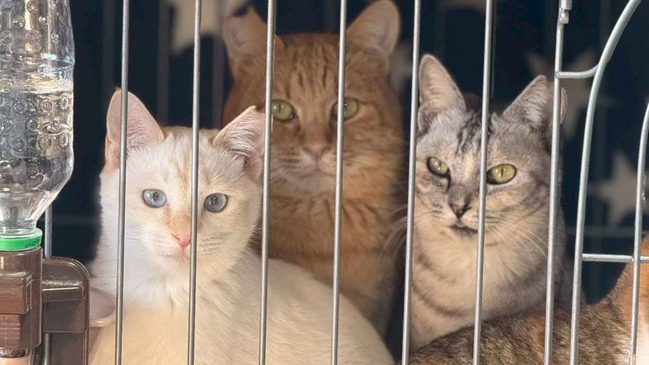 猫たちの命と暮らしを守るために、ご支援をお願いいたします。