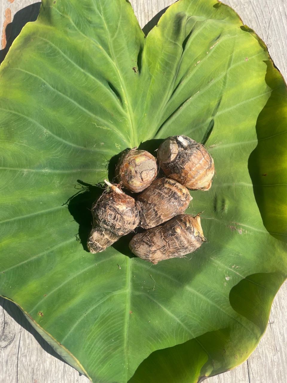 1000円ご支援コース