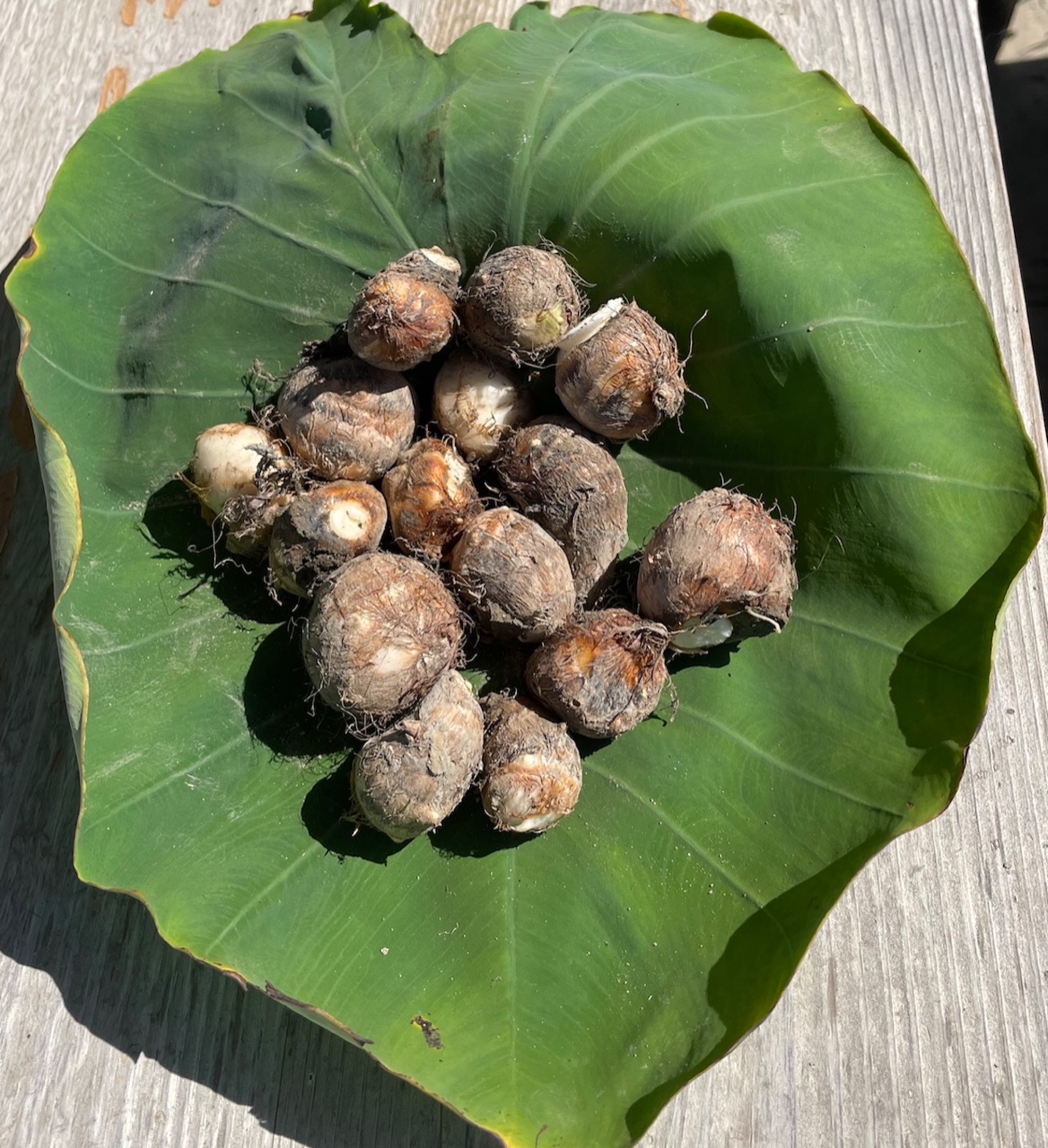 3000円ご支援コース