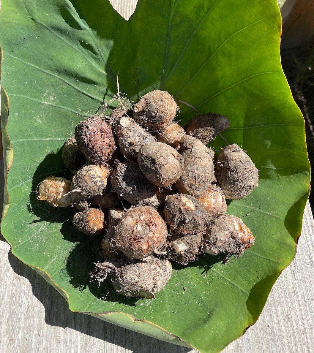 5000円ご支援コース