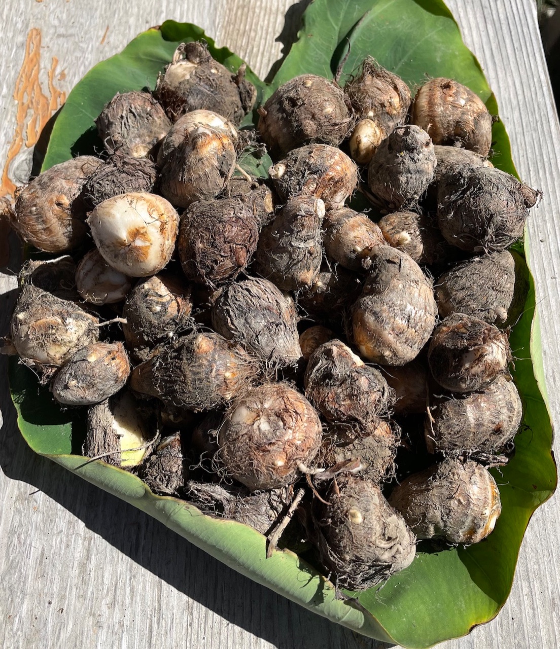 10000円ご支援コース