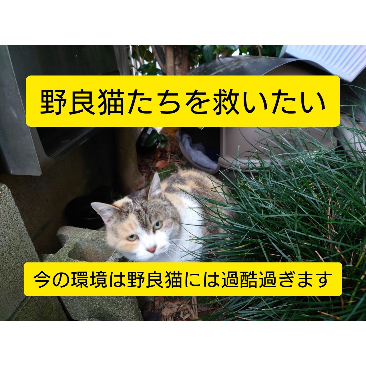 img-cover