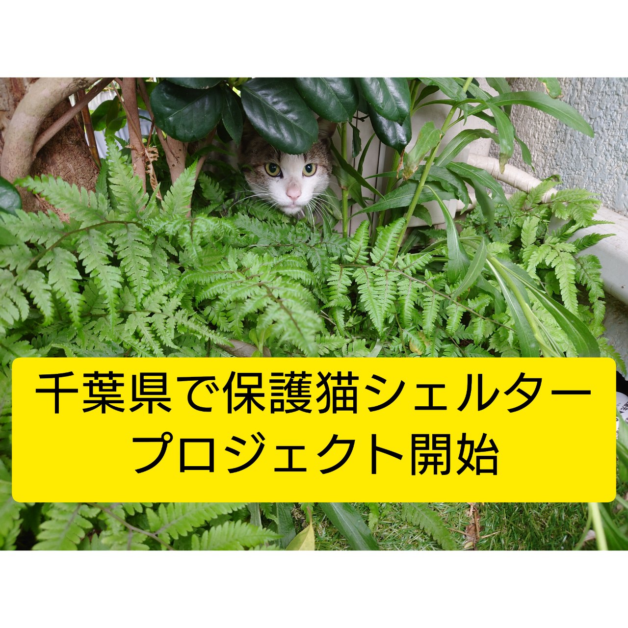 img-cover