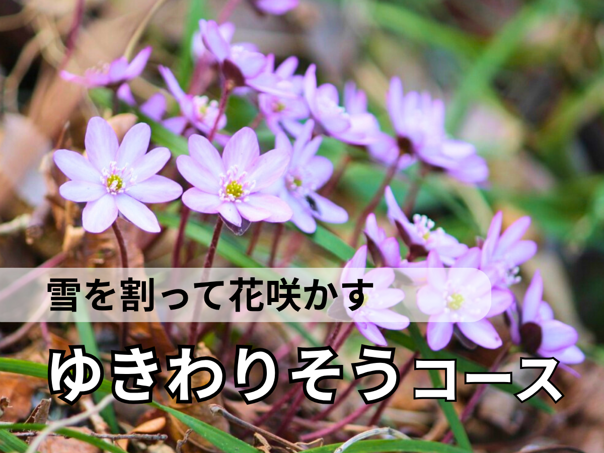 ゆきわりそうコース