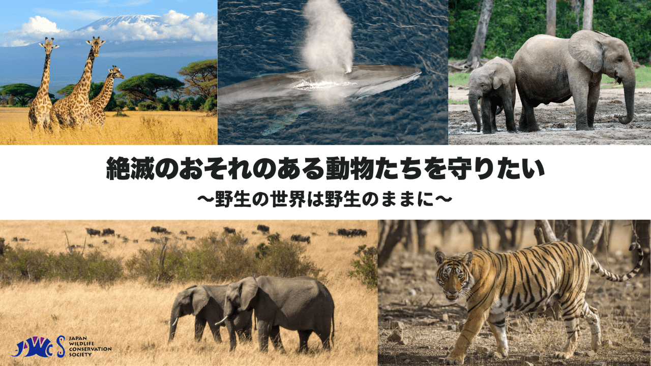 認定NPO法人野生生物保全論研究会（JWCS）